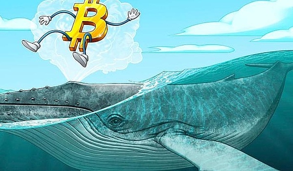 比特币投资心理学：为什么你总是被主力割韭菜？